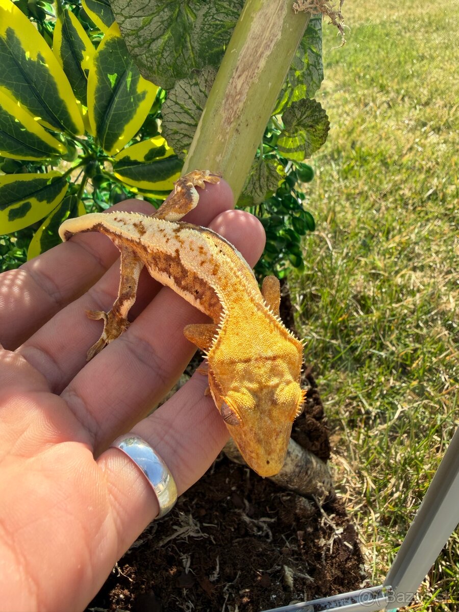 Terárium + Pagekon riasnatý Crested gecko - 3