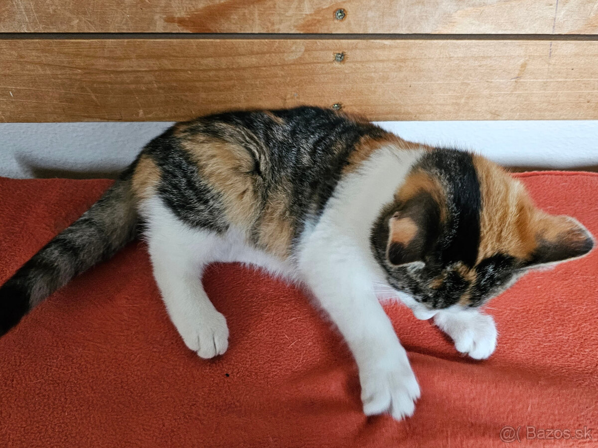 Darujem trojfarebnú mačičku - 3