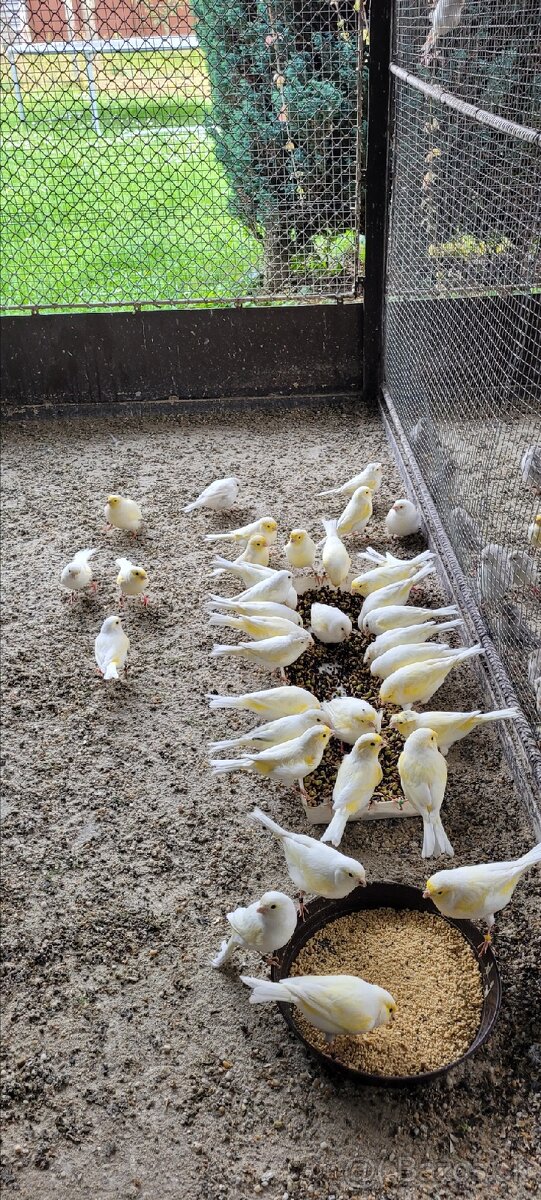 Kanáre kanáriky - 3