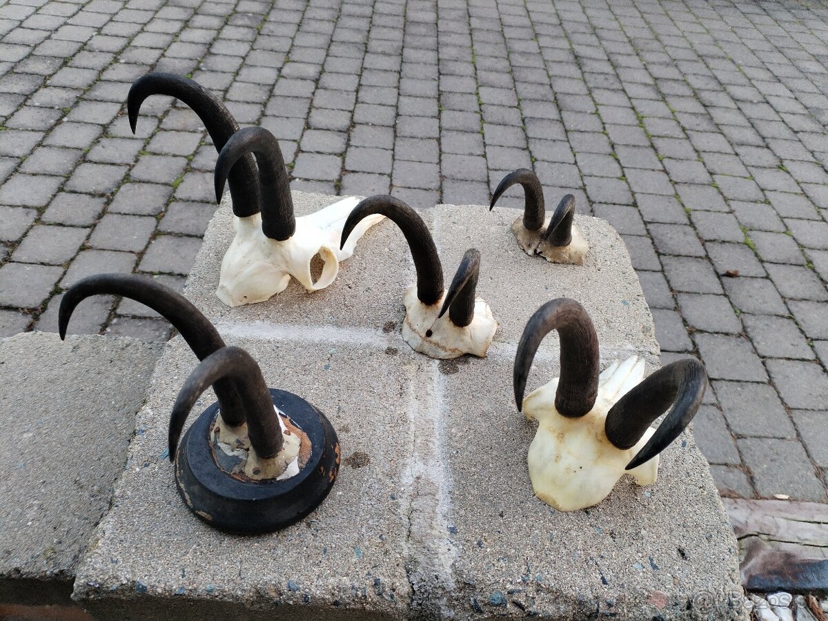 Trofeje kamzikov - 3