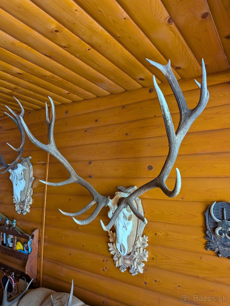 Zhody,parohy,parožie, trofej - 3
