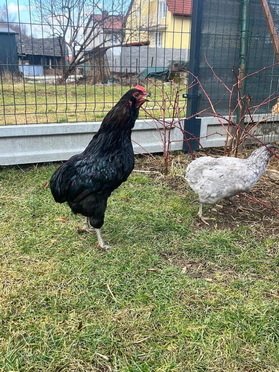 Kohút araucana - 3