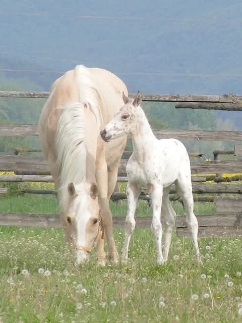 Appaloosa kobyla - 3