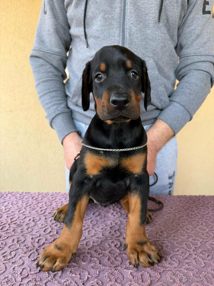 Woody Boy’s Dobermann - 3