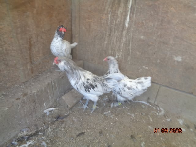 Ameraucana a Araucana - 3