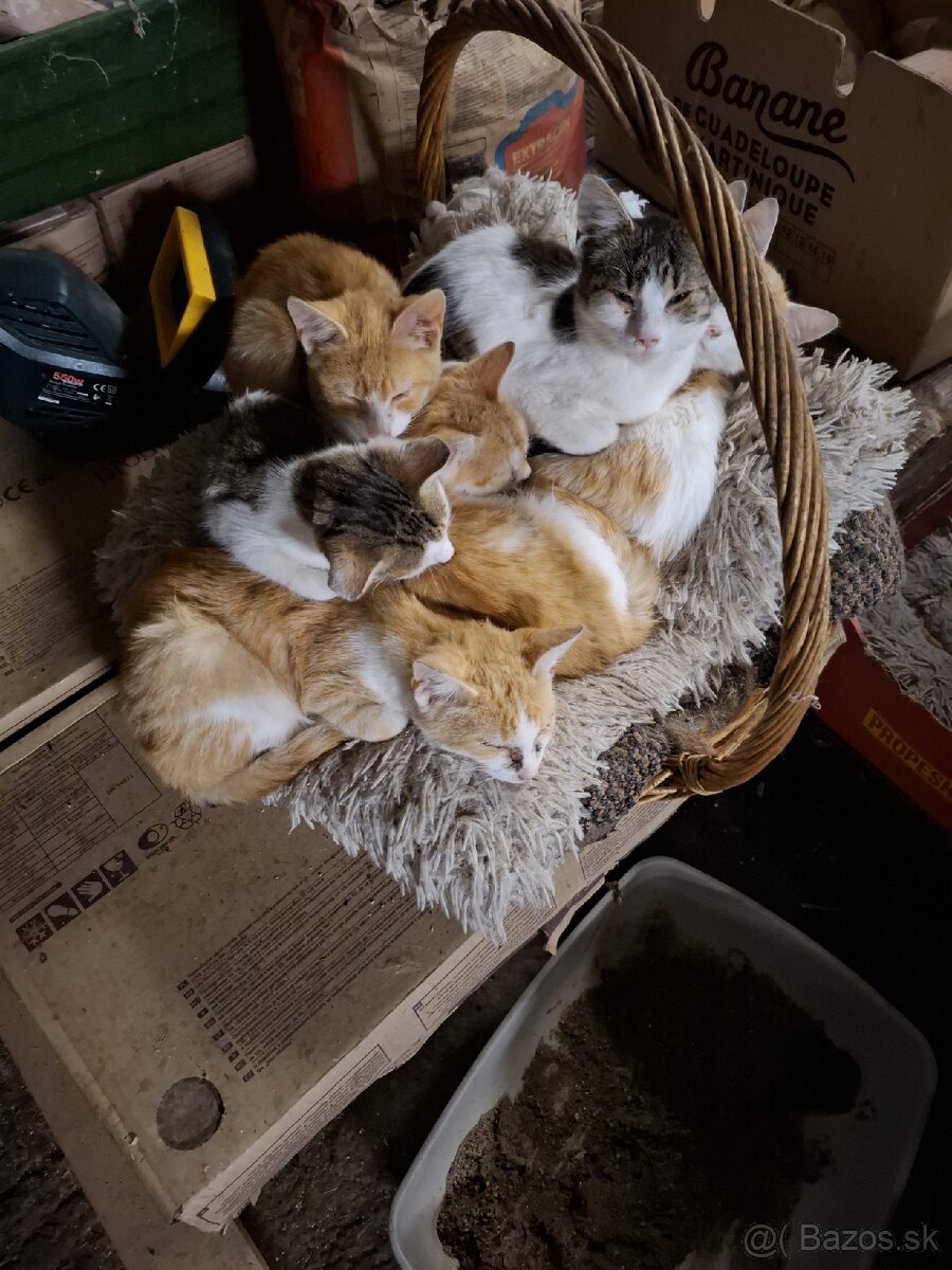 Darujem mačiatka - 3