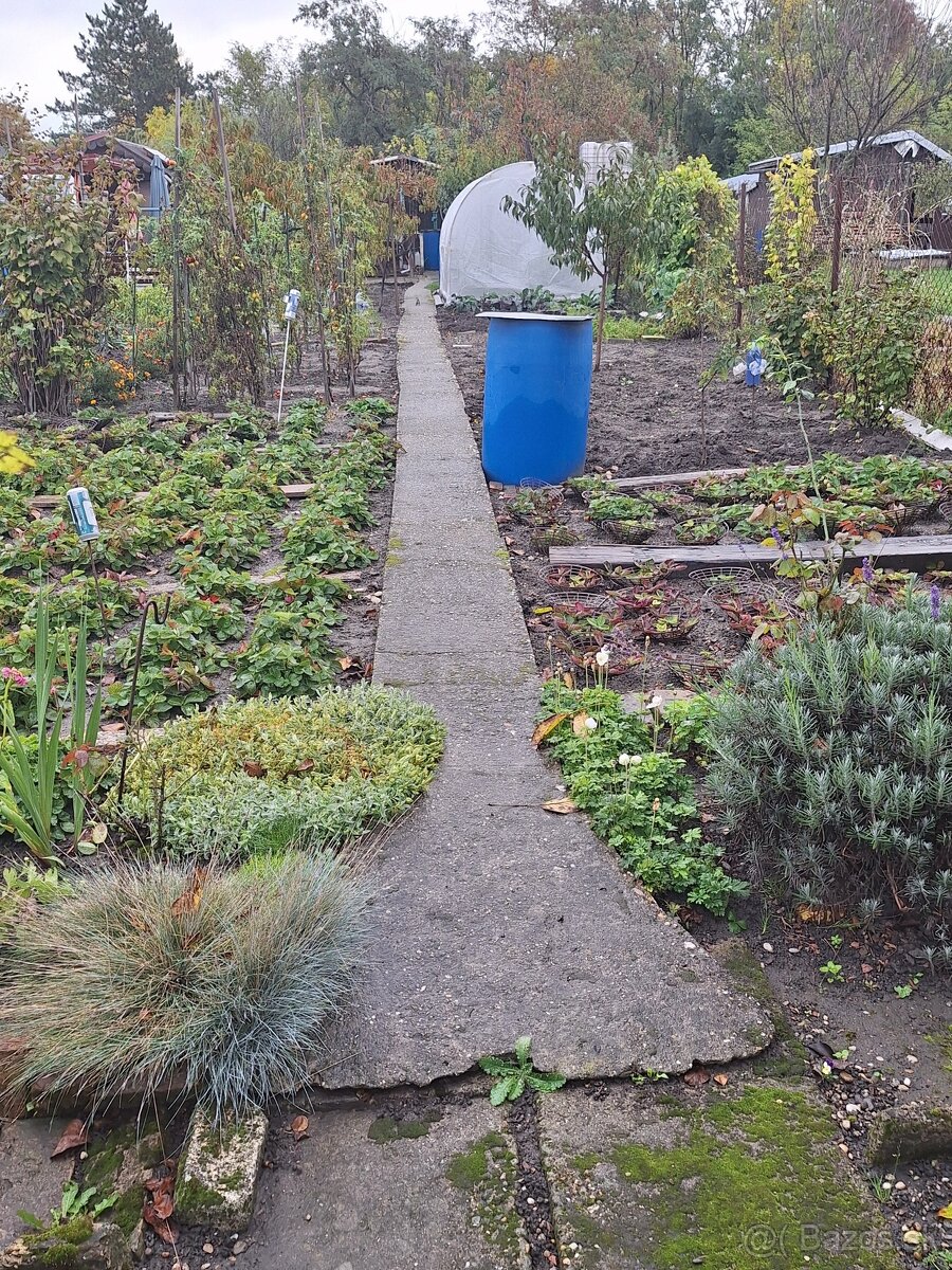 Záhrada Rača/Rendez/ - 3