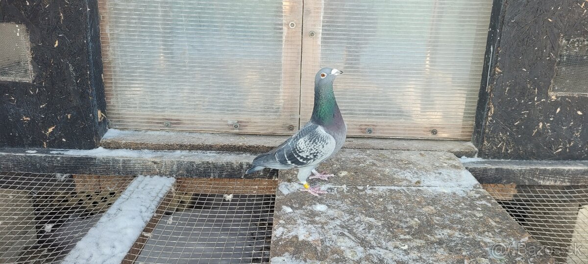 Poštové holuby - 3