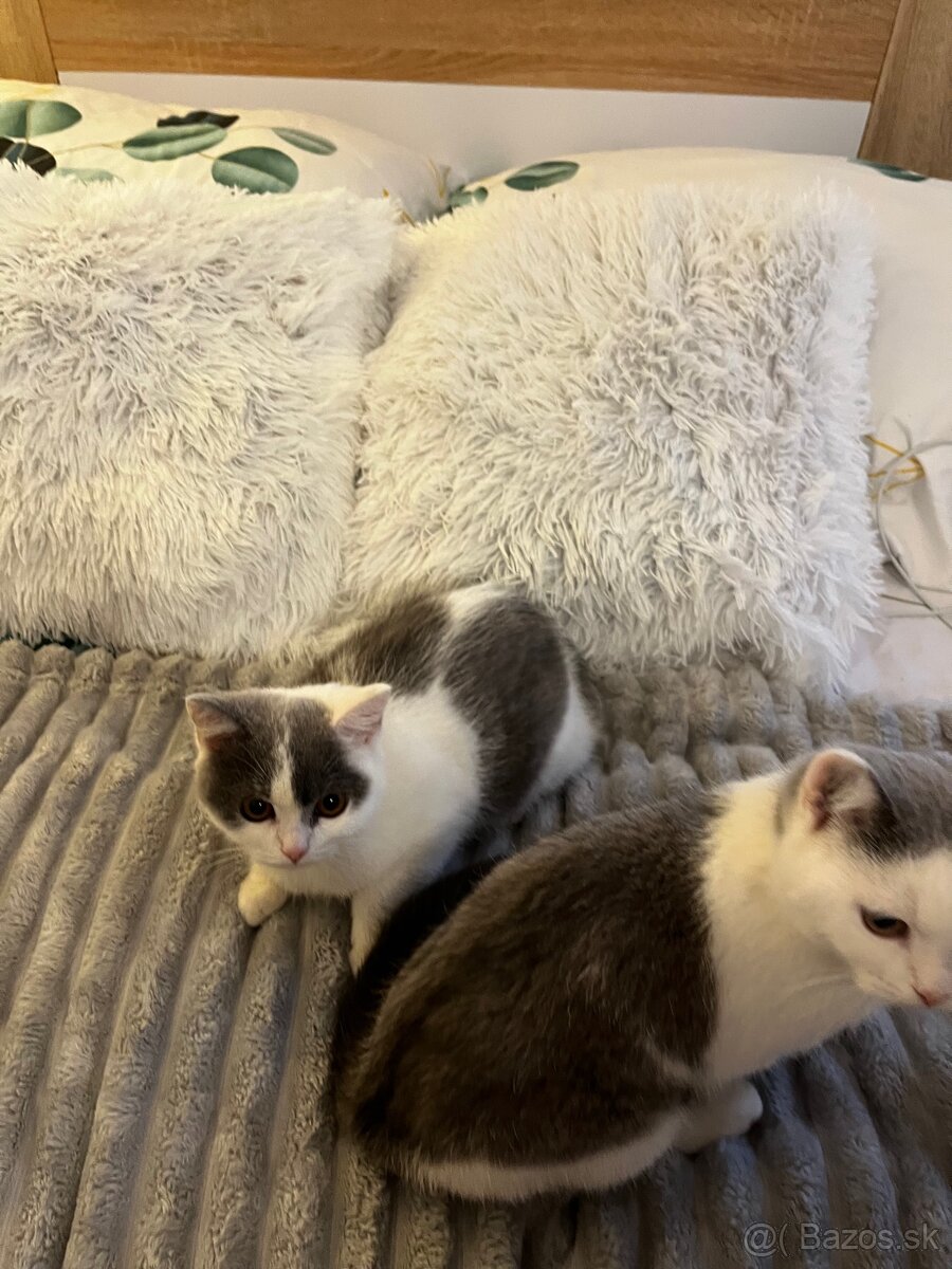 Britské mačiatka - 3