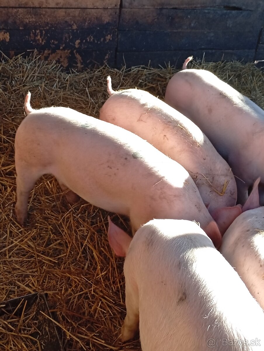 Predám ošípané - 3