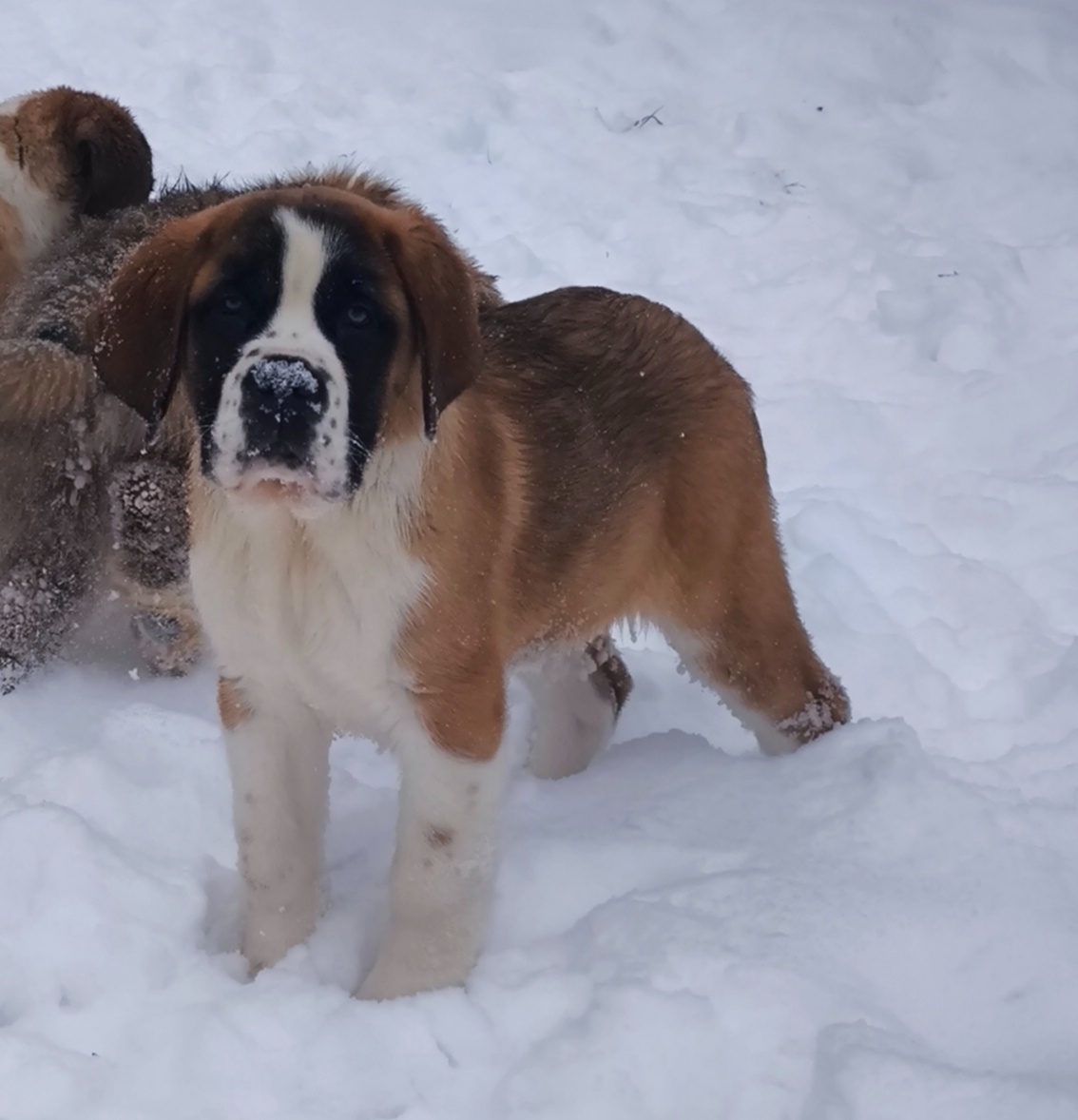 Bernardin kratkosrsty - 3