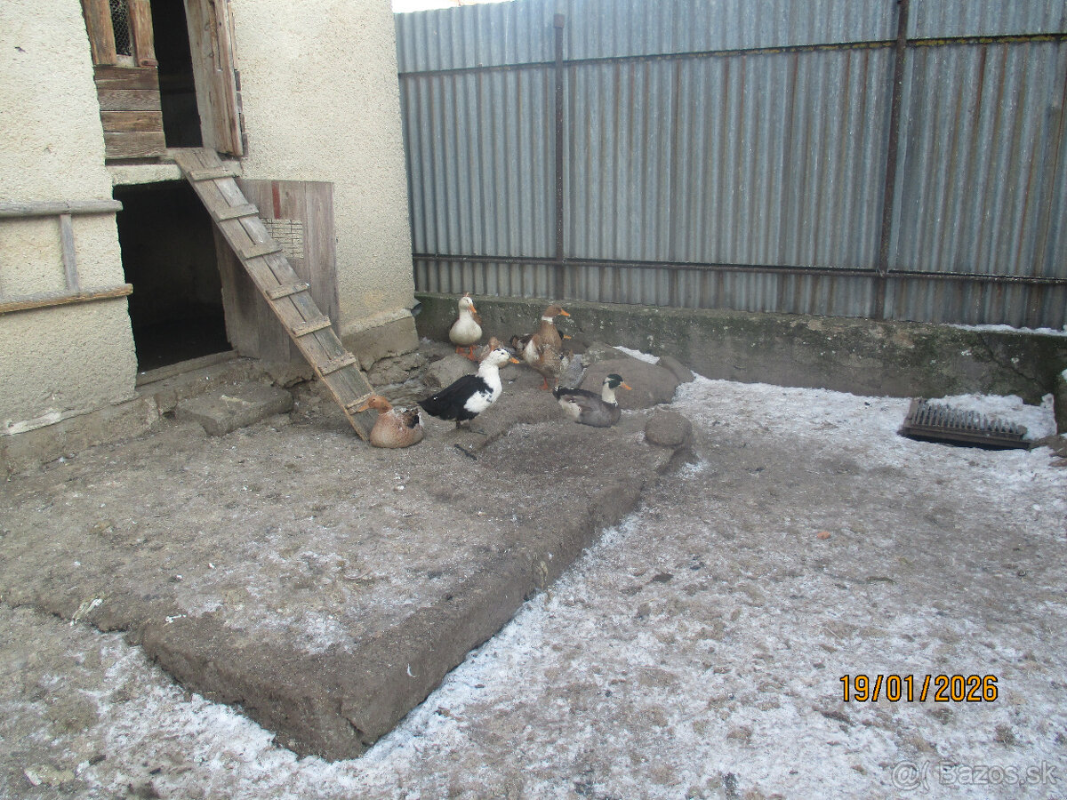 Predaj husí a kačíc - 3