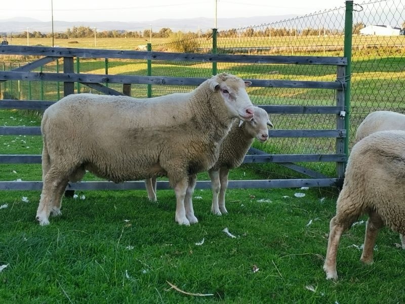 Baran na plemenitbu - 3