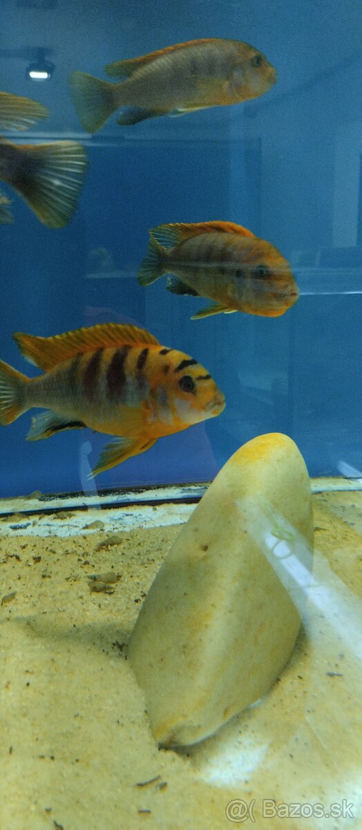Africké Malawi cichlidy - 3