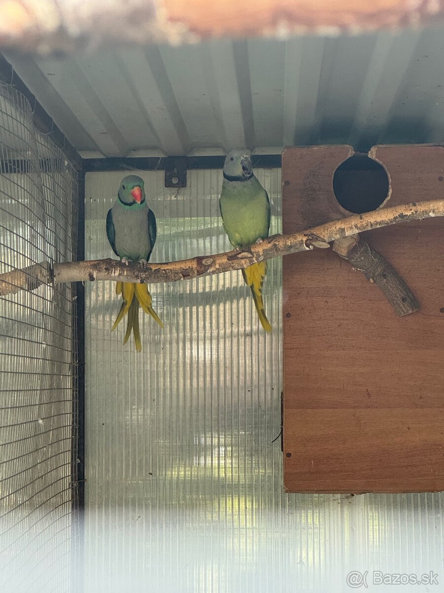 Chovný pár Alexander šedý/holubí - 3