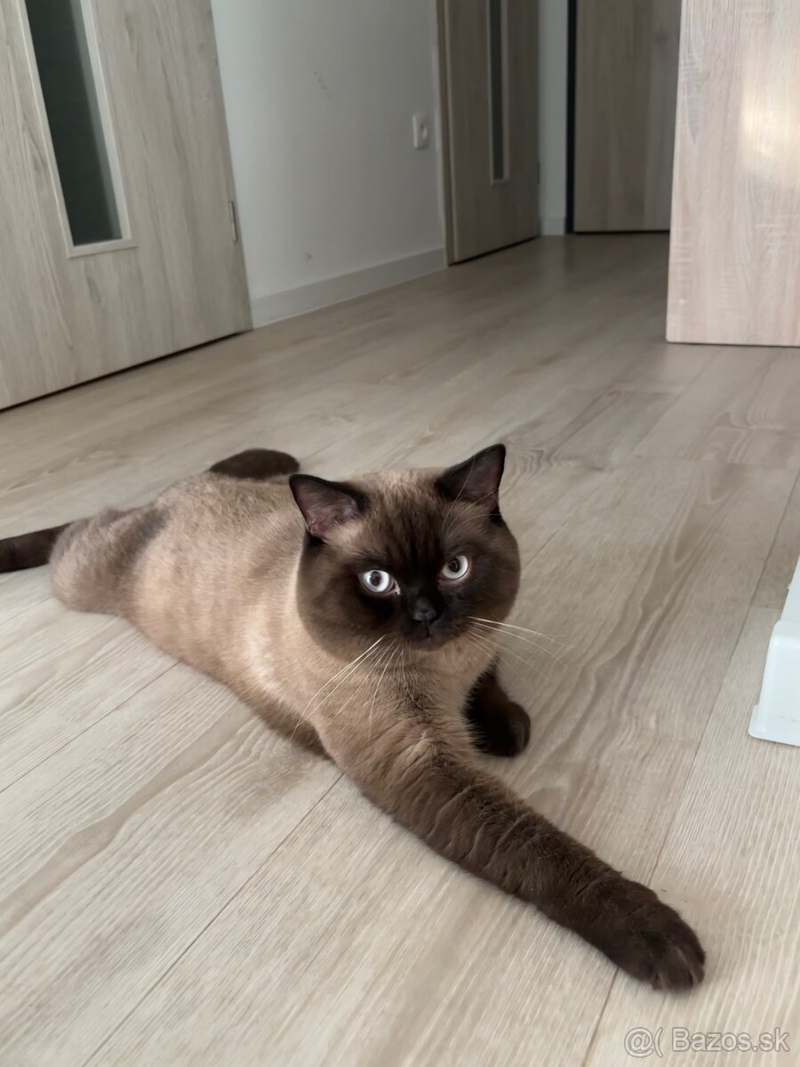 Škótsky kocúr na krytie - 3