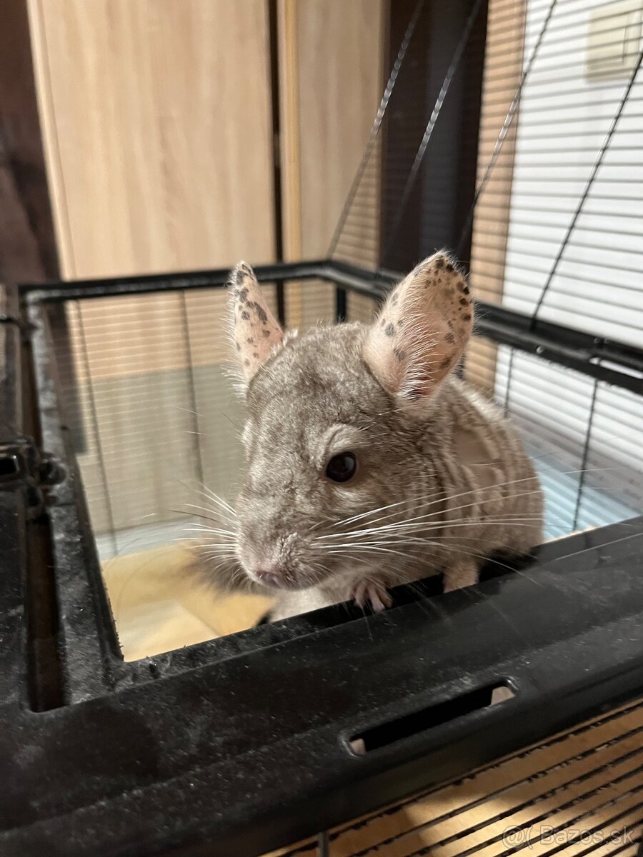 Činčila samček - 3