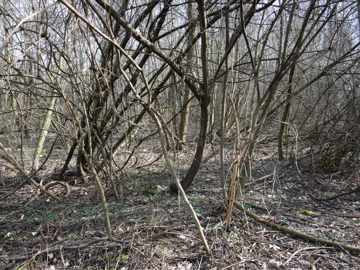 NOVÁ CENÁ GABČÍKOVO - NA PREDAJ rekreačný a lesný pozemok - 3