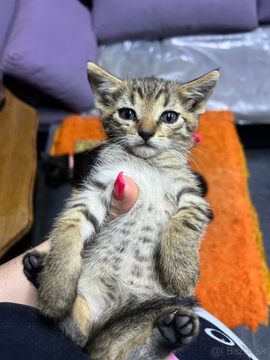 Darujem mačiatka cca 3 mesačné - 3