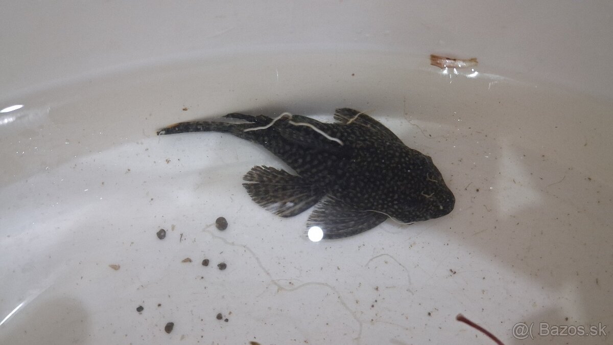 Prísavník obyčajný - 3