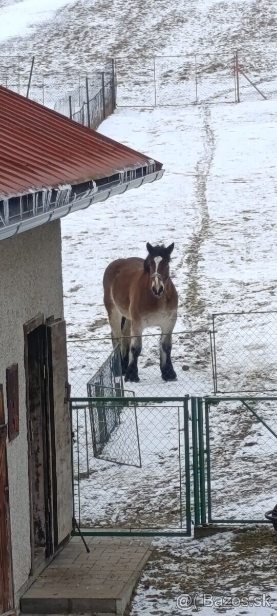 Ťažná kobyla - 3