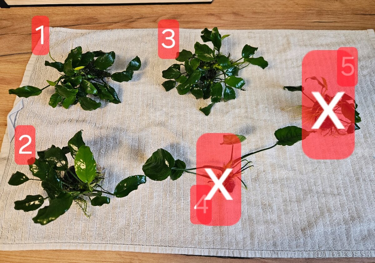 Razbora galaxy, anubias - 3