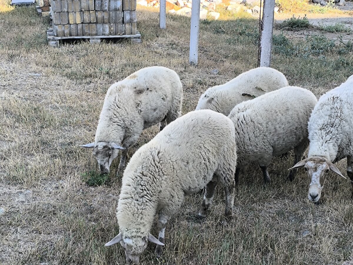 Mladé baranceky, ovečky - 3