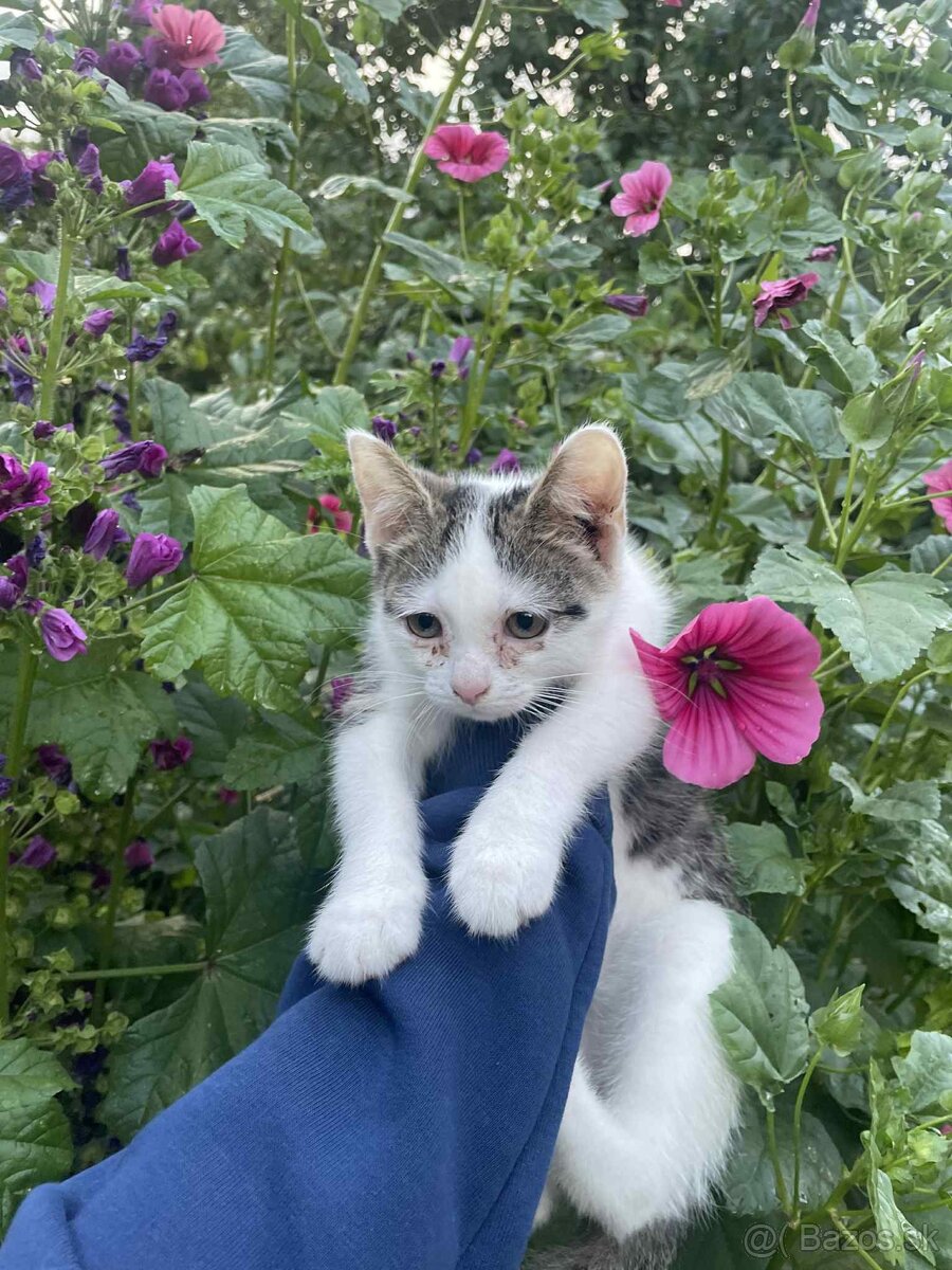 Darujem kocúrika. - 3