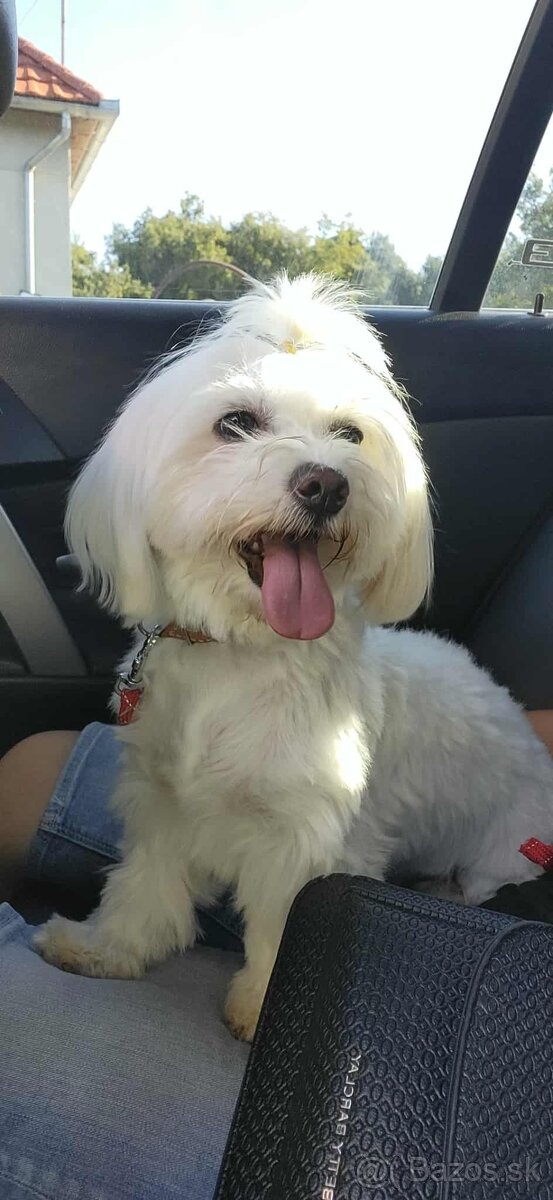 -Maltezák Mini- - 3