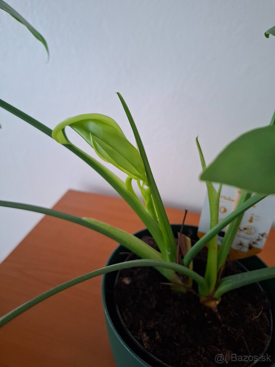 izbová rastlina Filodendron Philodendron - 3
