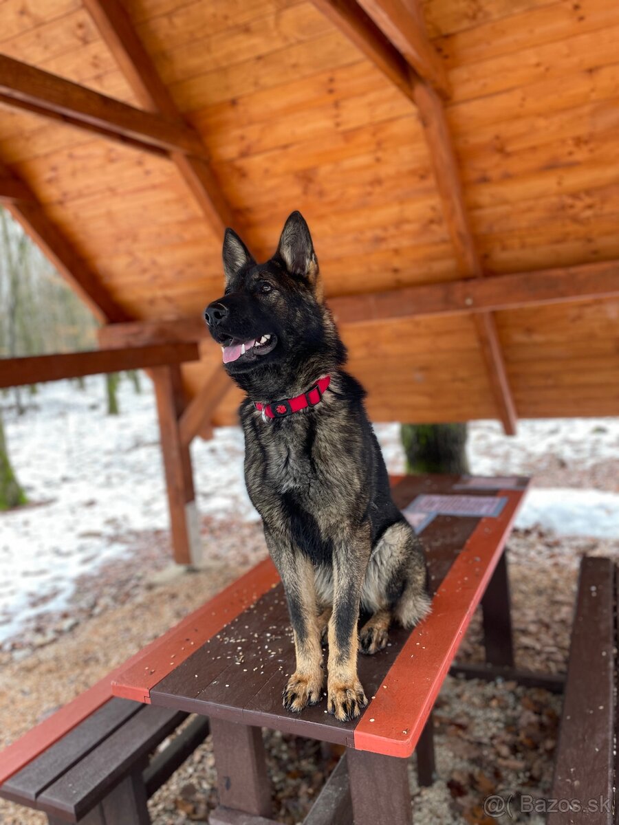 Nemecký ovčiak s PP - 3