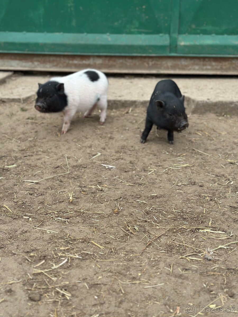 Predám mini prasiatká - 3