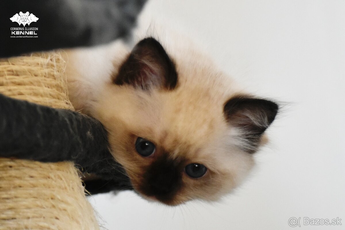 Ragdoll s PP - seal mitted mačička - 3