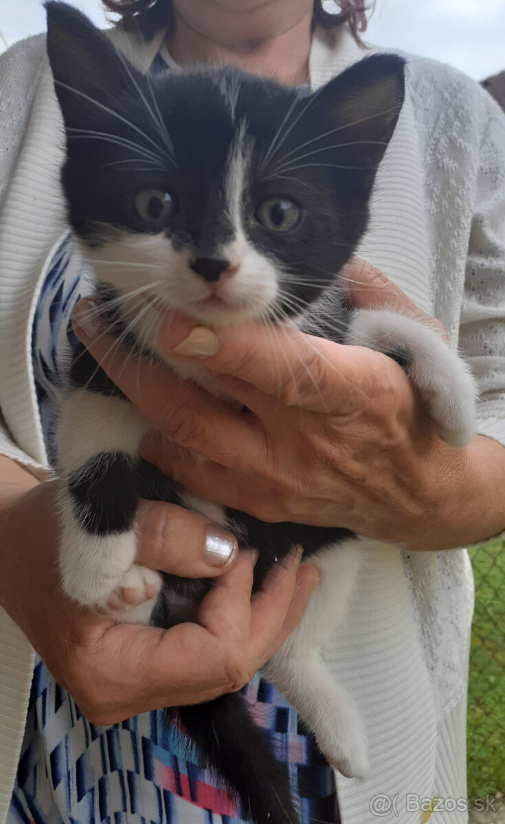 Darujem mačiatko - kocúrika - 3