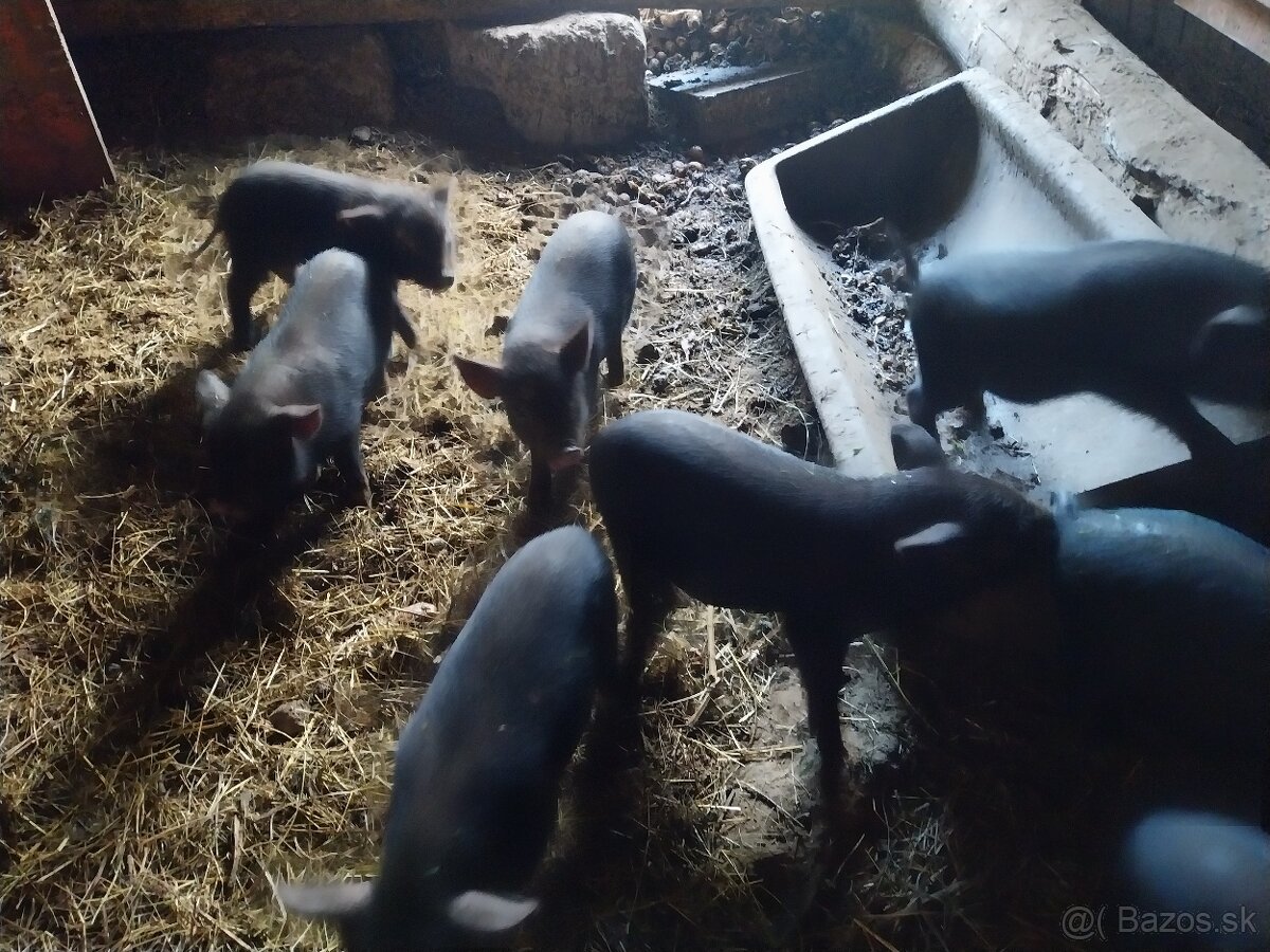 predáme vietnamské prasiatka. - 3