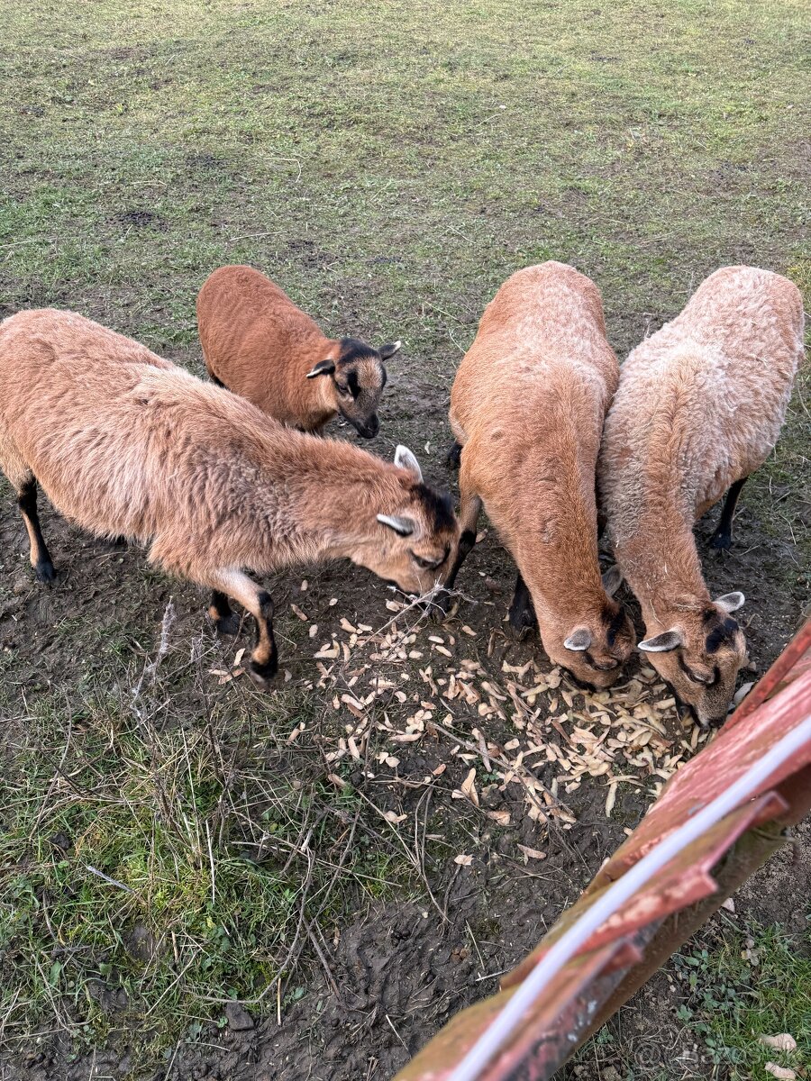 Kamerunské ovce - 3