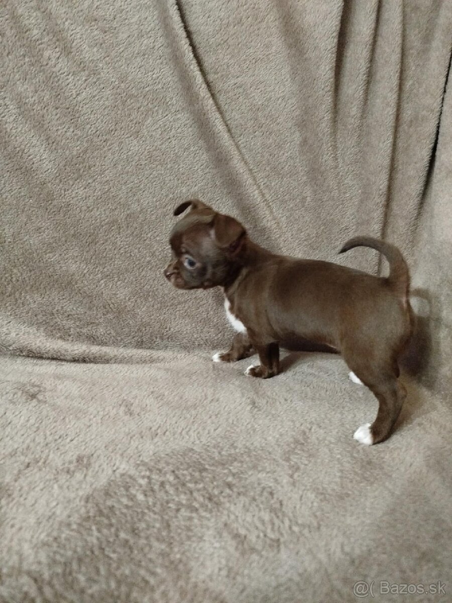 Čivava krátkosrstá - 3