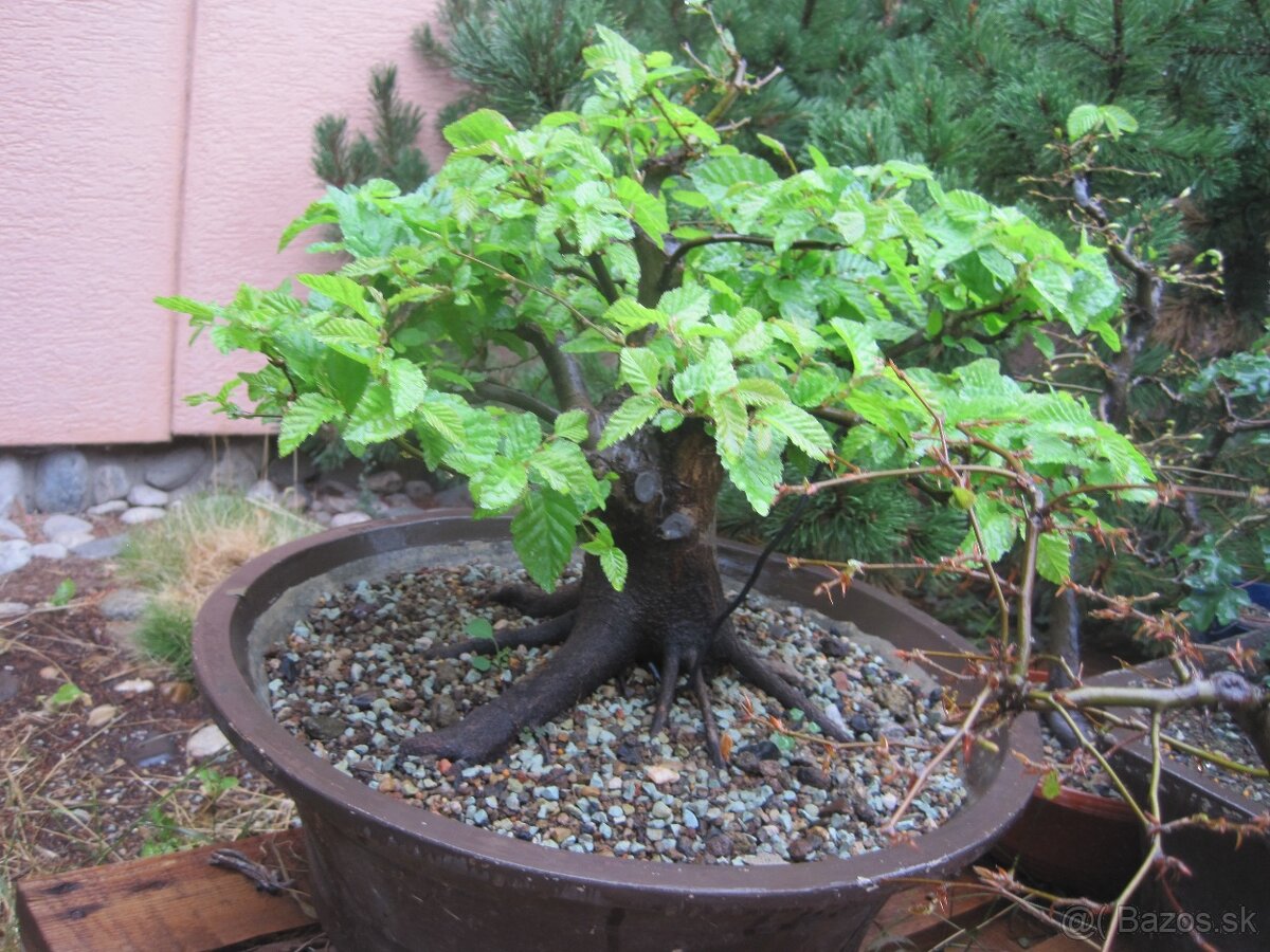 bonsai,bonsaj-hrab 15 - 3