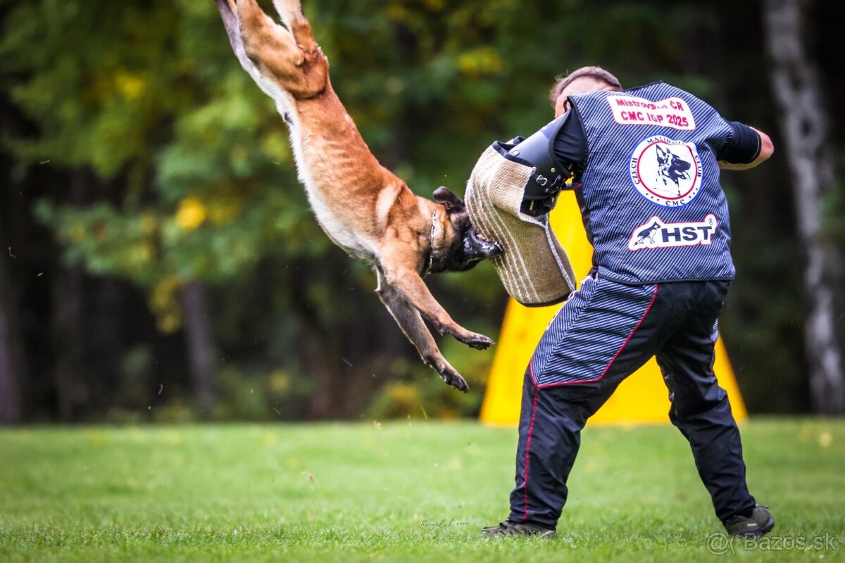 Belgický ovčák malinois s PP - 3