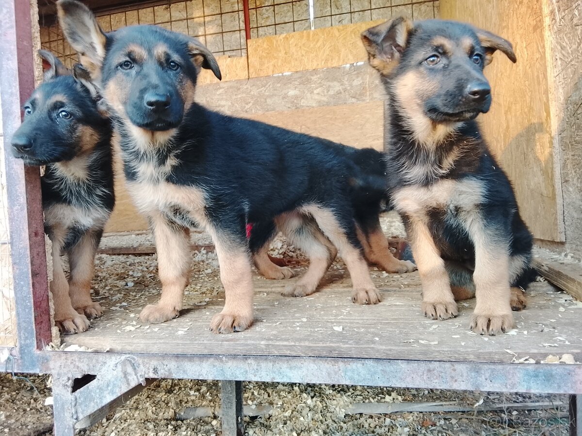 Nemecký ovciak stenata - 3