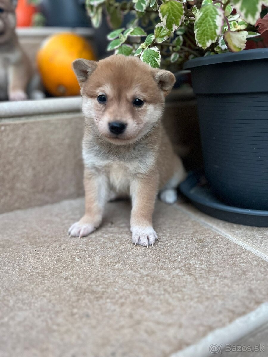 Shiba inu, šiba inu - 3