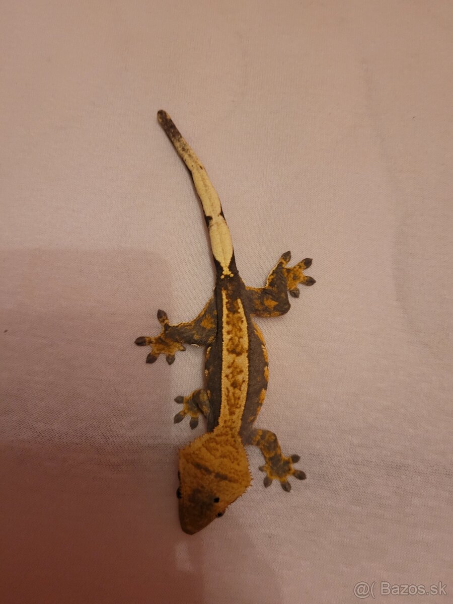 Pagekon riasnaty - 3