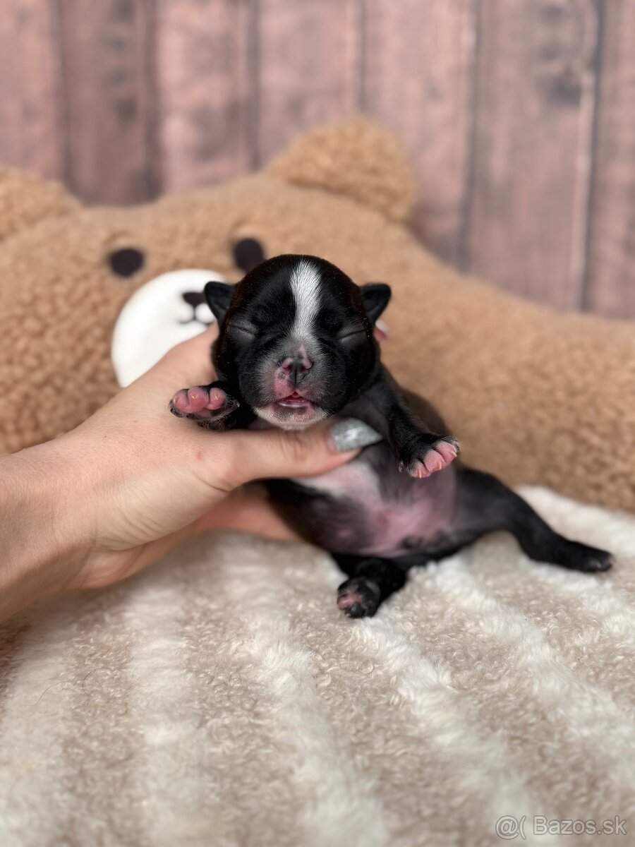 Kavalír king charles španěl s PP - 3