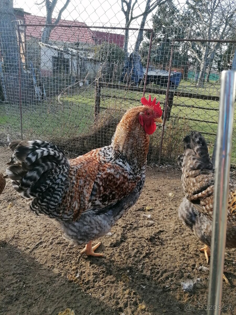 Kohúty bielefeld - 3