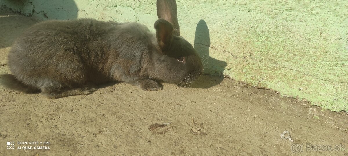 Predám zajaca-modreho - 3