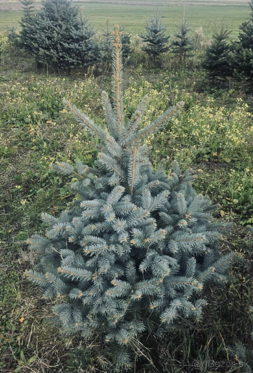 Strieborný smrek v kvetináči 1,20–1,60 Jedľa kaukazská, vian - 3