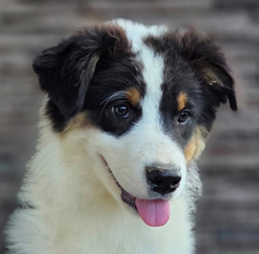 Austrálsky ovčiak šteniatka s PP - 3