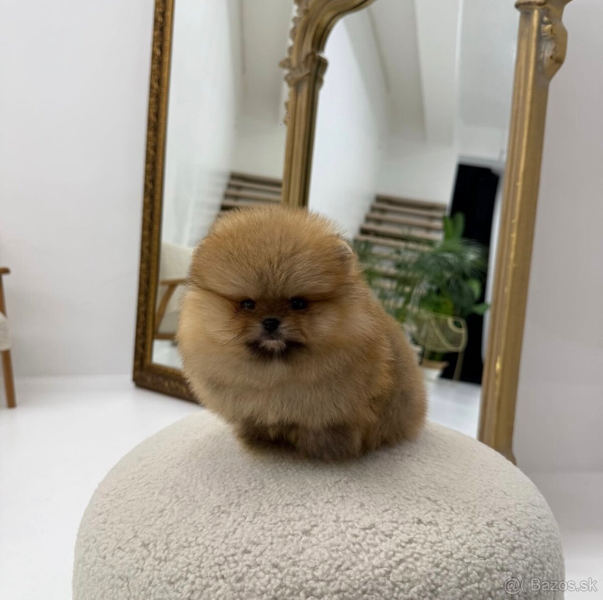 Pomeranian Teddy - 3