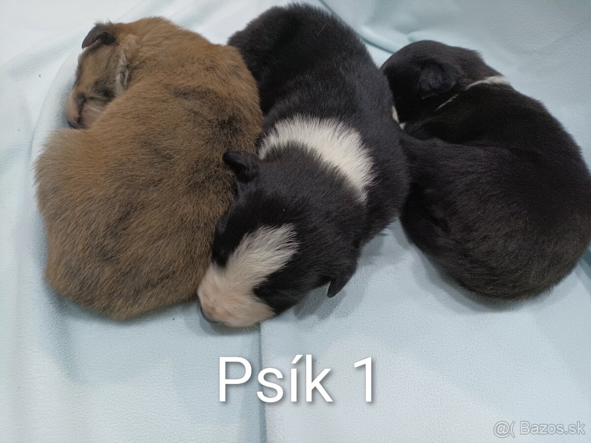 Border kolia - steniatka - 3