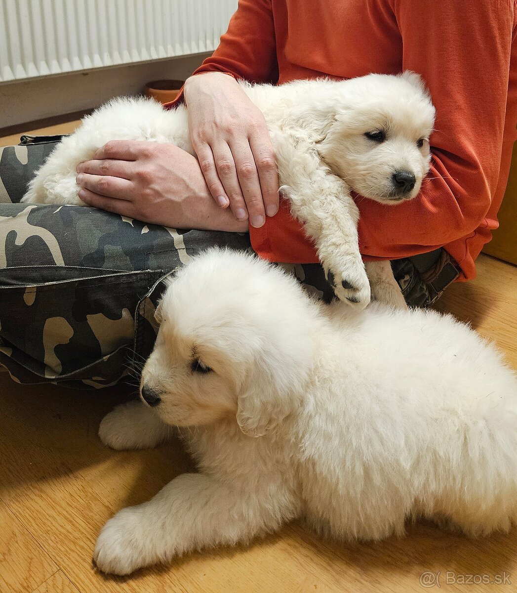 Slovenský čuvač - šteniatka - 3